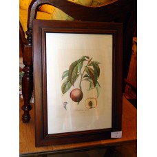 STAMPE CON FRUTTA